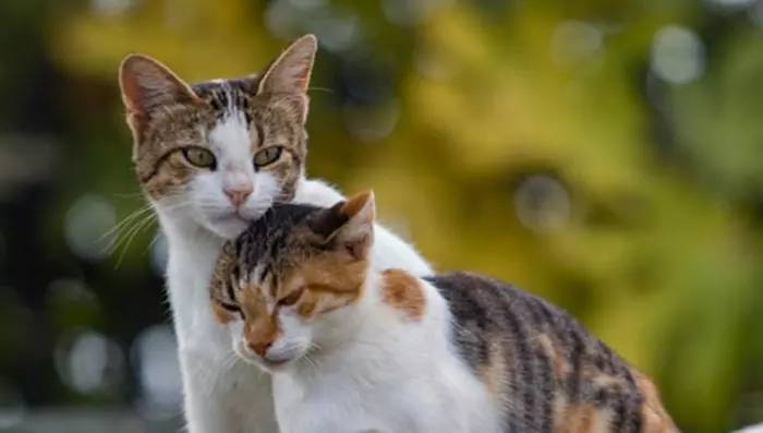 17 Şubat Dünya Kediler Günü Kedilerin Önemine Dikkat Çeken Global Kutlama 3