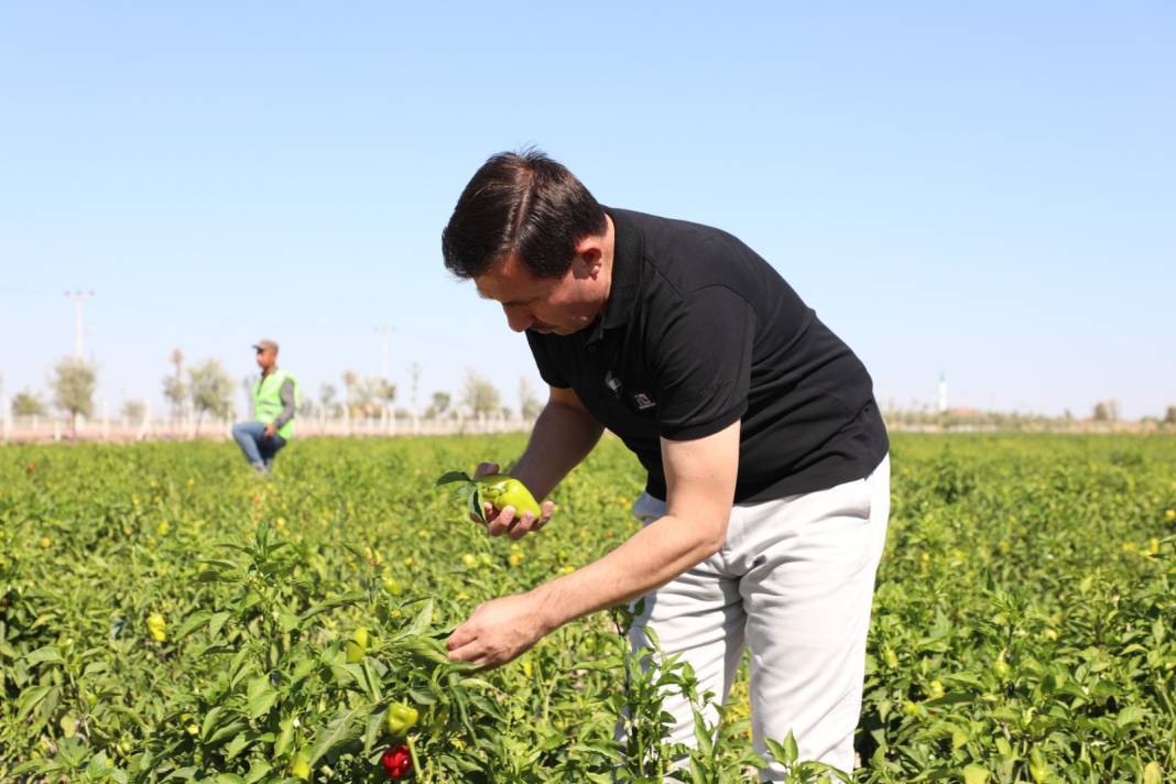 Binlerce yıllık ata tohumları Karatay’da hayat buluyor 3