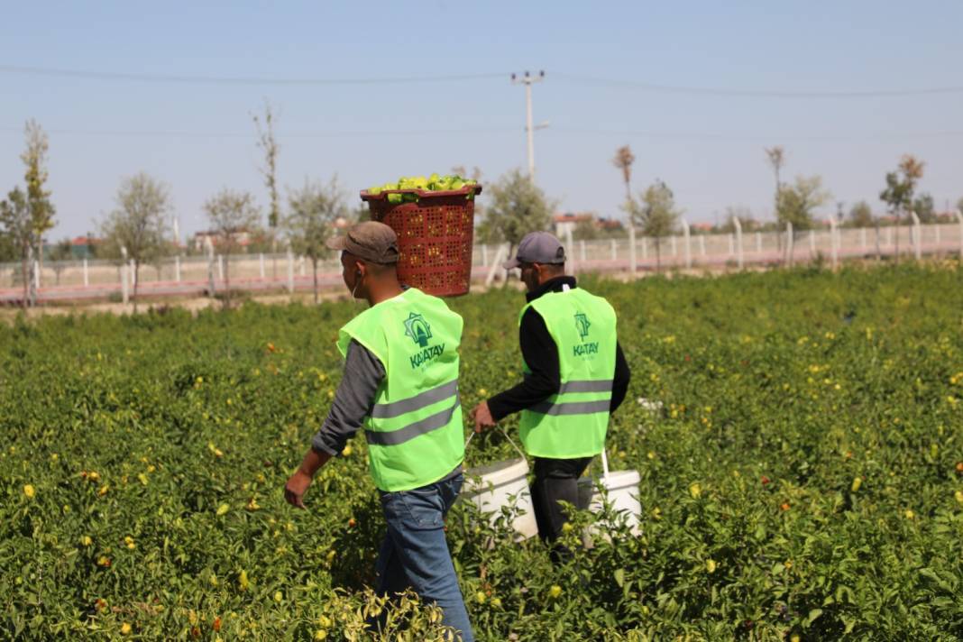 Binlerce yıllık ata tohumları Karatay’da hayat buluyor 2