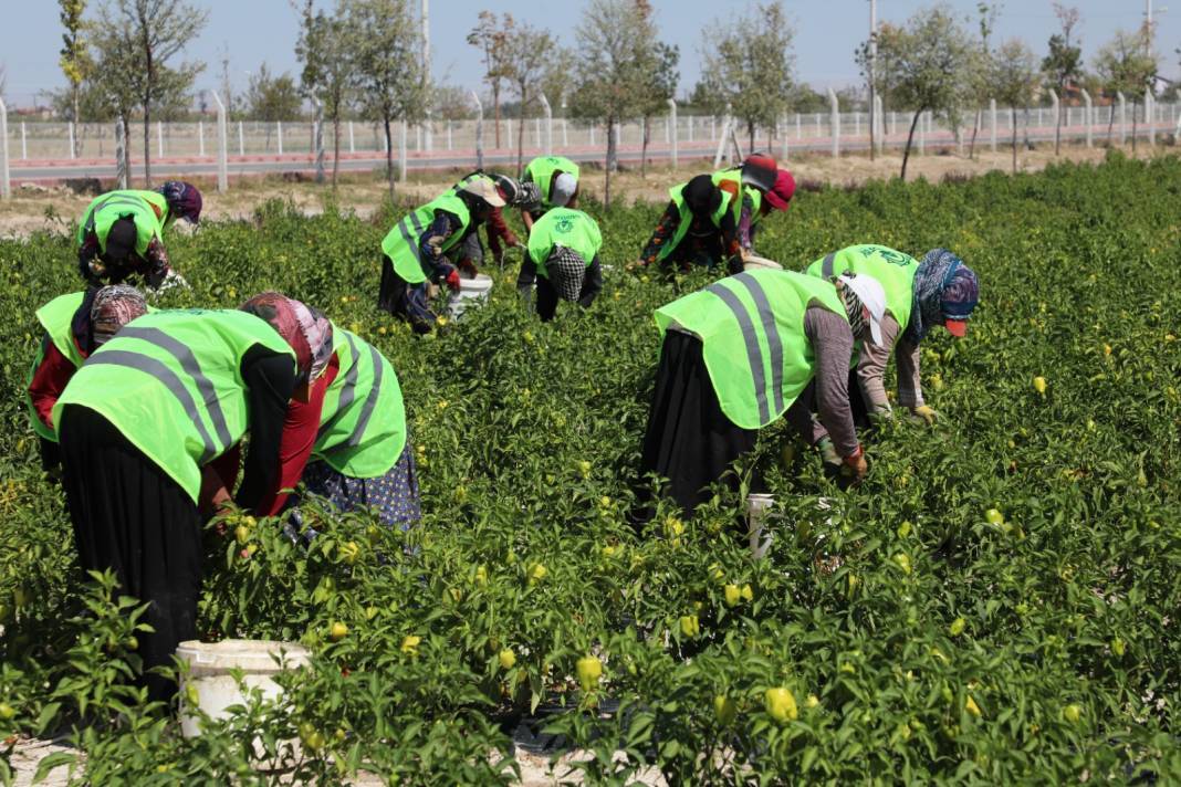 Binlerce yıllık ata tohumları Karatay’da hayat buluyor 6