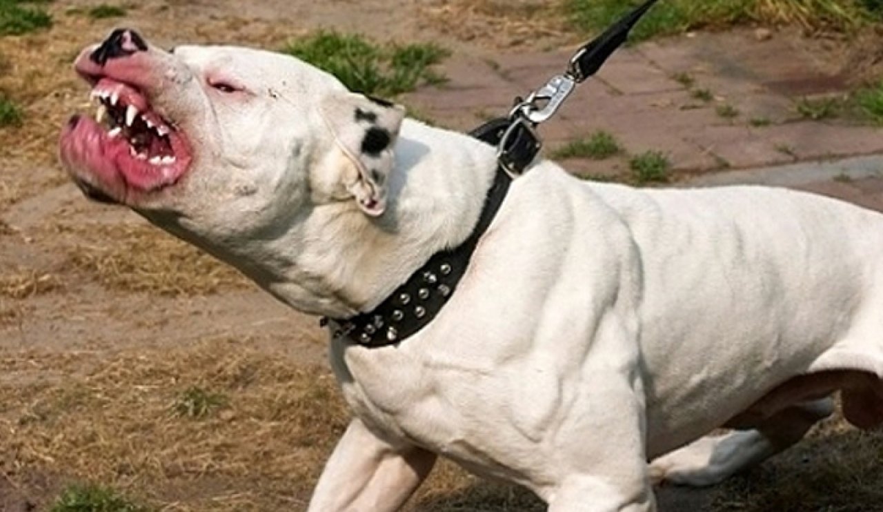 Bahçedeki pitbull 2 metrelik duvardan atlayıp önce köpeğe sonra sahibine saldırdı!