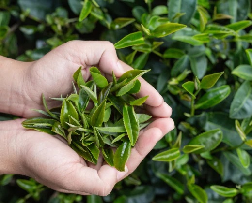 Doğanın sihirli iksiri: Yeşil çayın bilinmeyen yararları