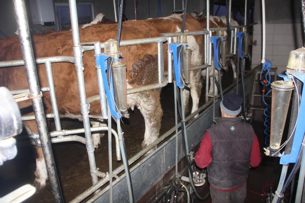 Ticari süt işletmelerince toplanan inek sütü miktarı yüzde 12,8 arttı