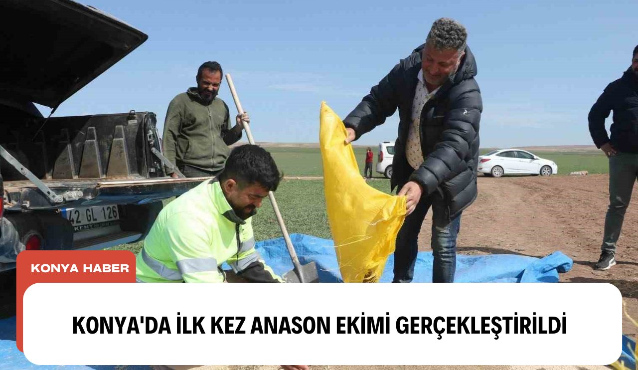Konya'da ilk kez Anason ekimi gerçekleştirildi