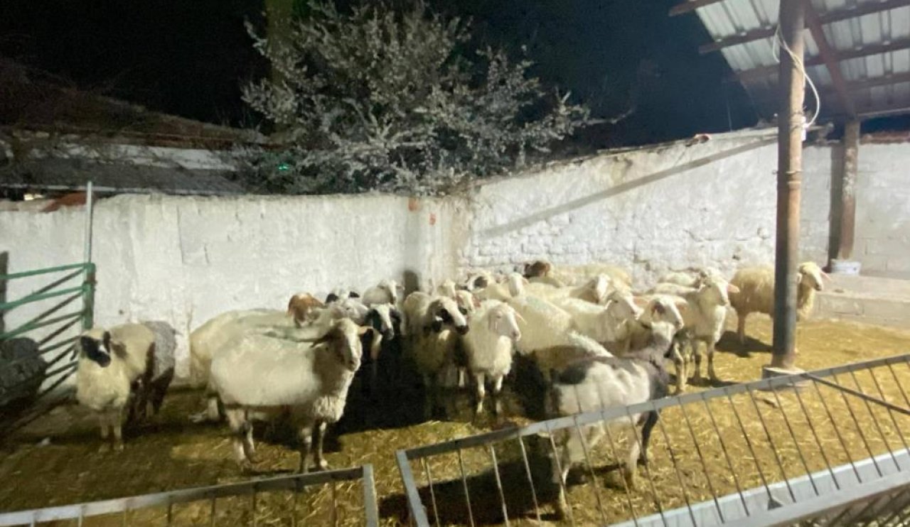 Konya'da şoke eden hırsızlık olayı: Kuzen koyunları çaldı!