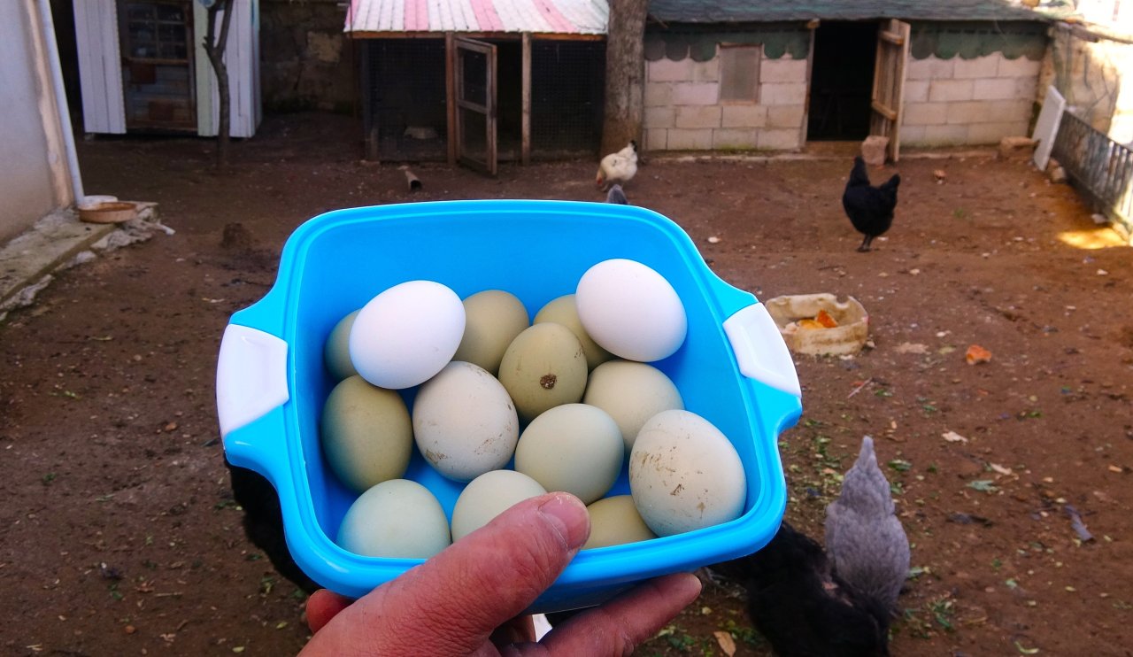 Mavi ve yeşil yumurtalara talep patlaması! Tane fiyatı duyanları şoke ediyor...
