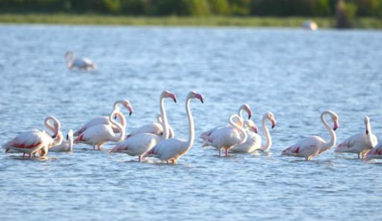 Flamingolar Konya'yı süslüyor!  Fotoğraf tutkunlarının gözdesi oldular