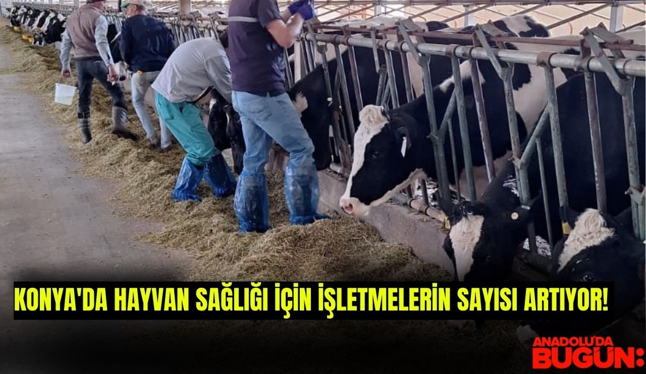 Konya'da hayvan sağlığı için işletmelerin sayısı artıyor!