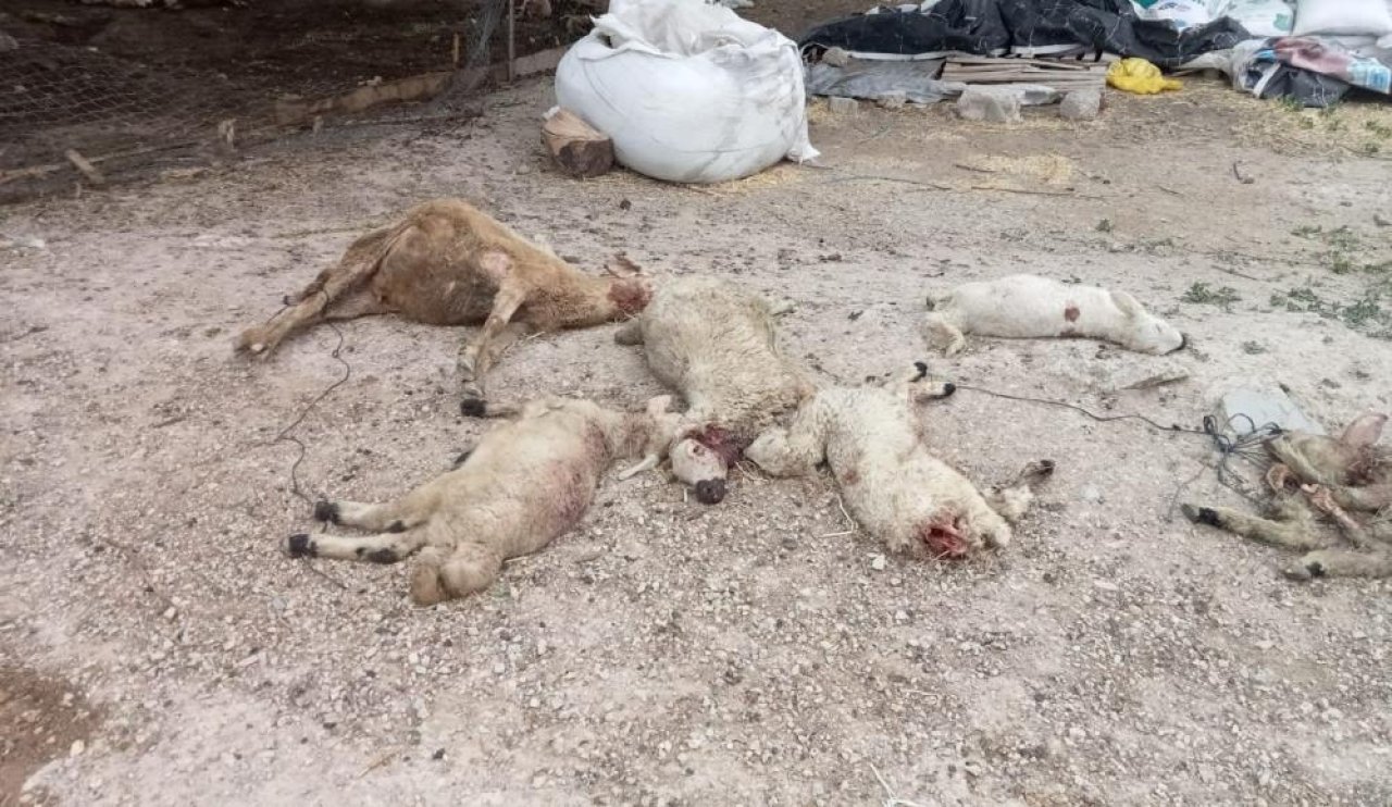 Kırşehir'de kurtların saldırdığı değerlendirilen 30 küçükbaş hayvan telef oldu