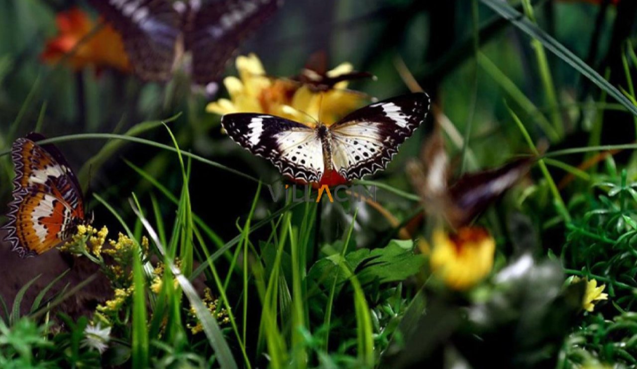 Tropikal Kelebek Bahçesi'nde kelebeklerin renkli dünyasını keşif yeniden başladı