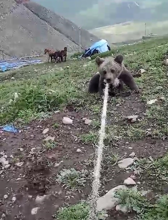 Kuyuya düşen yavru ayıyı bakın nasıl kurtardılar