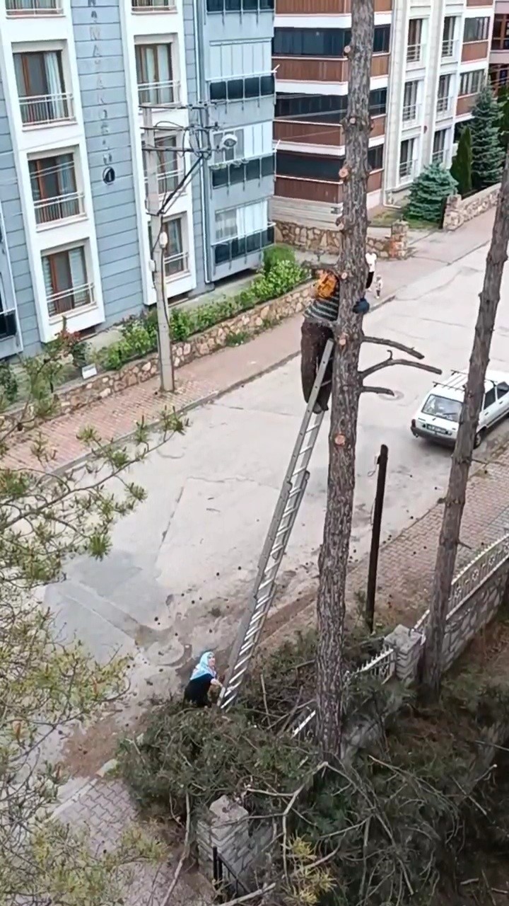 Yürekleri ağza getiren ağaç işçiliği kamerada.. Aldığı tedbir kabahatinden daha büyük!