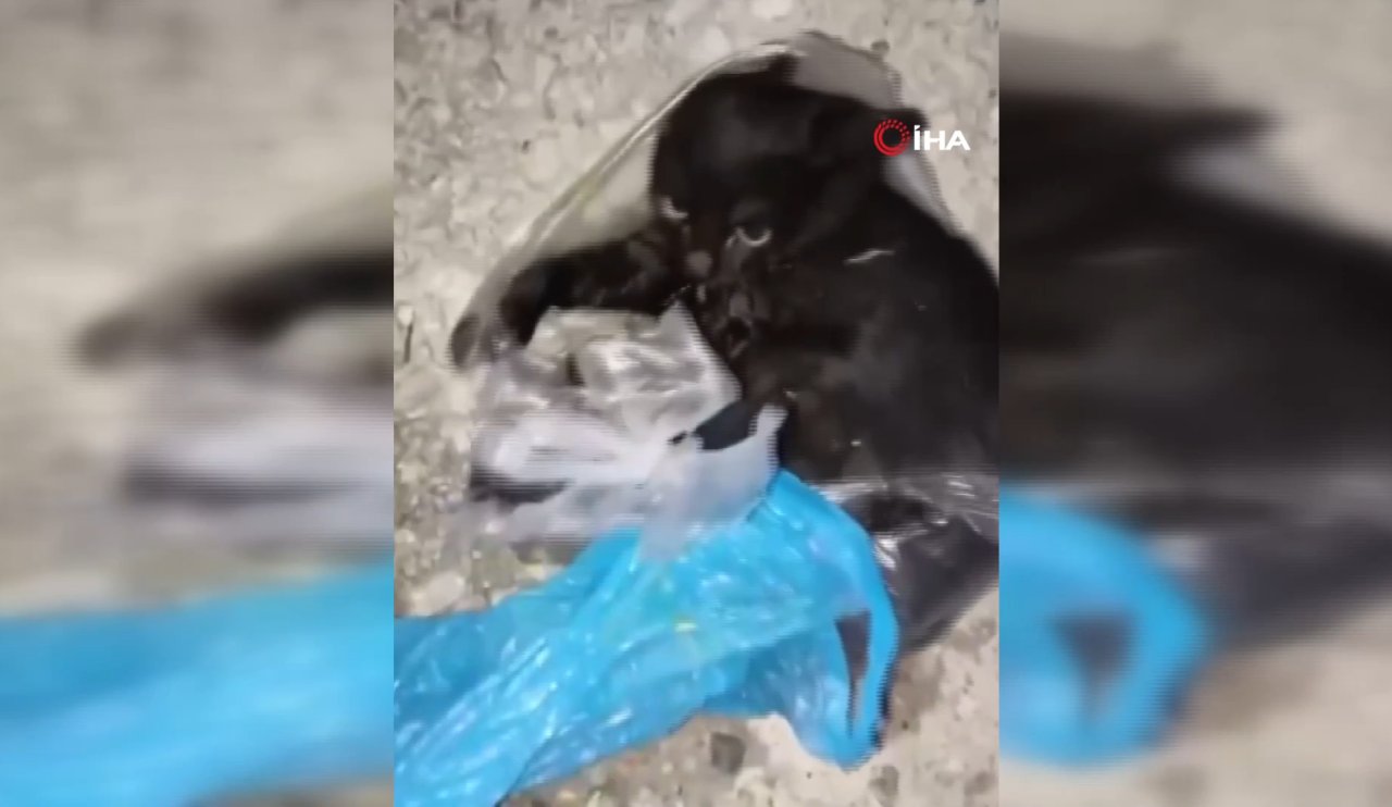 Yavru kediyi su dolu poşete bağlayıp çöpe attılar! [VİDEO HABER]