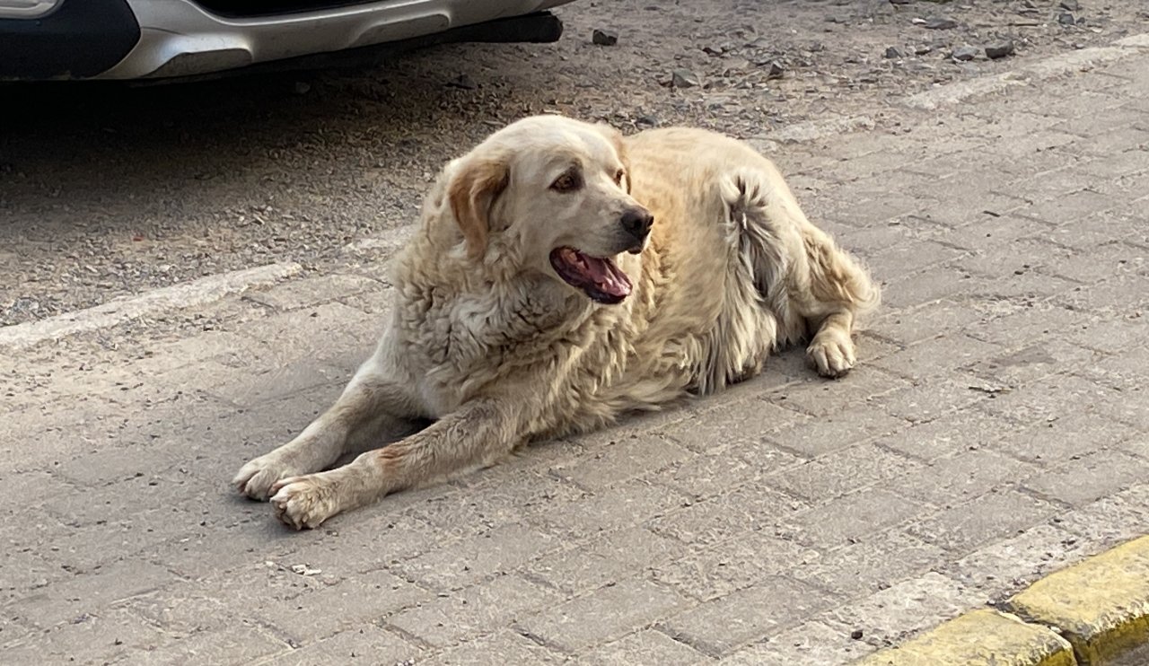 Sebepsiz yere köpeğe çarptı arkasına bile bakmadı! Vicdansız sürücü kameraya böyle yakalandı! [VİDEO HABER]