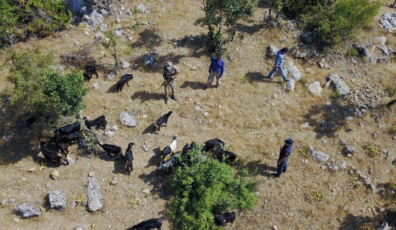 Jandarma teknolojiyi kullandı küçükbaş hayvanlar sahibine kavuştu!