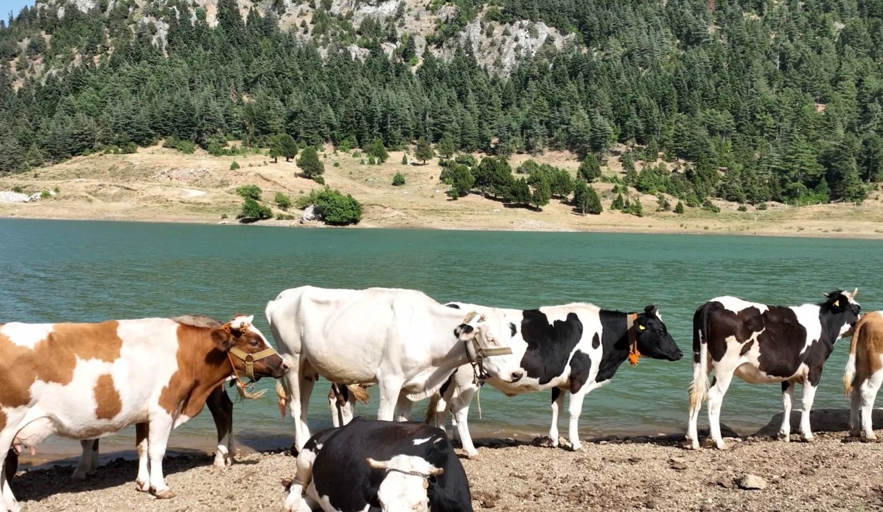 Sıcaktan bunalan inekler çareyi bakın neyde buldu...