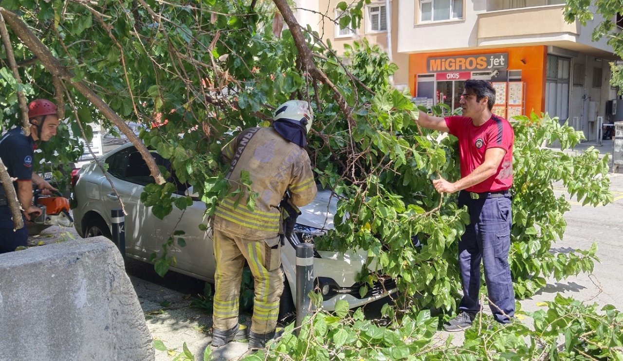 Güneşten çürümüş ağaç felakete yol açtı!