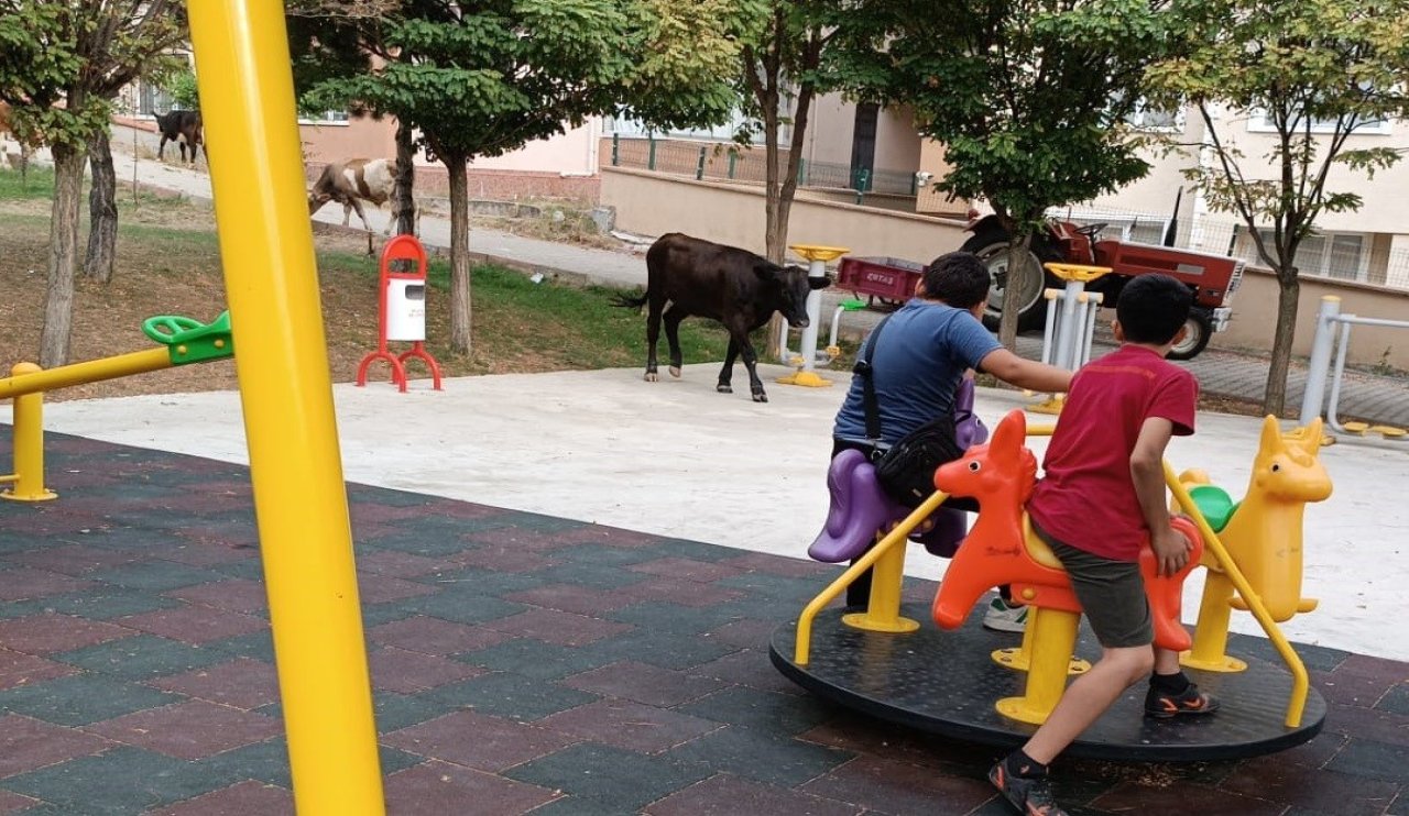 Şoke edici görüntüler: Çocuk parkında büyükbaş hayvanlar!