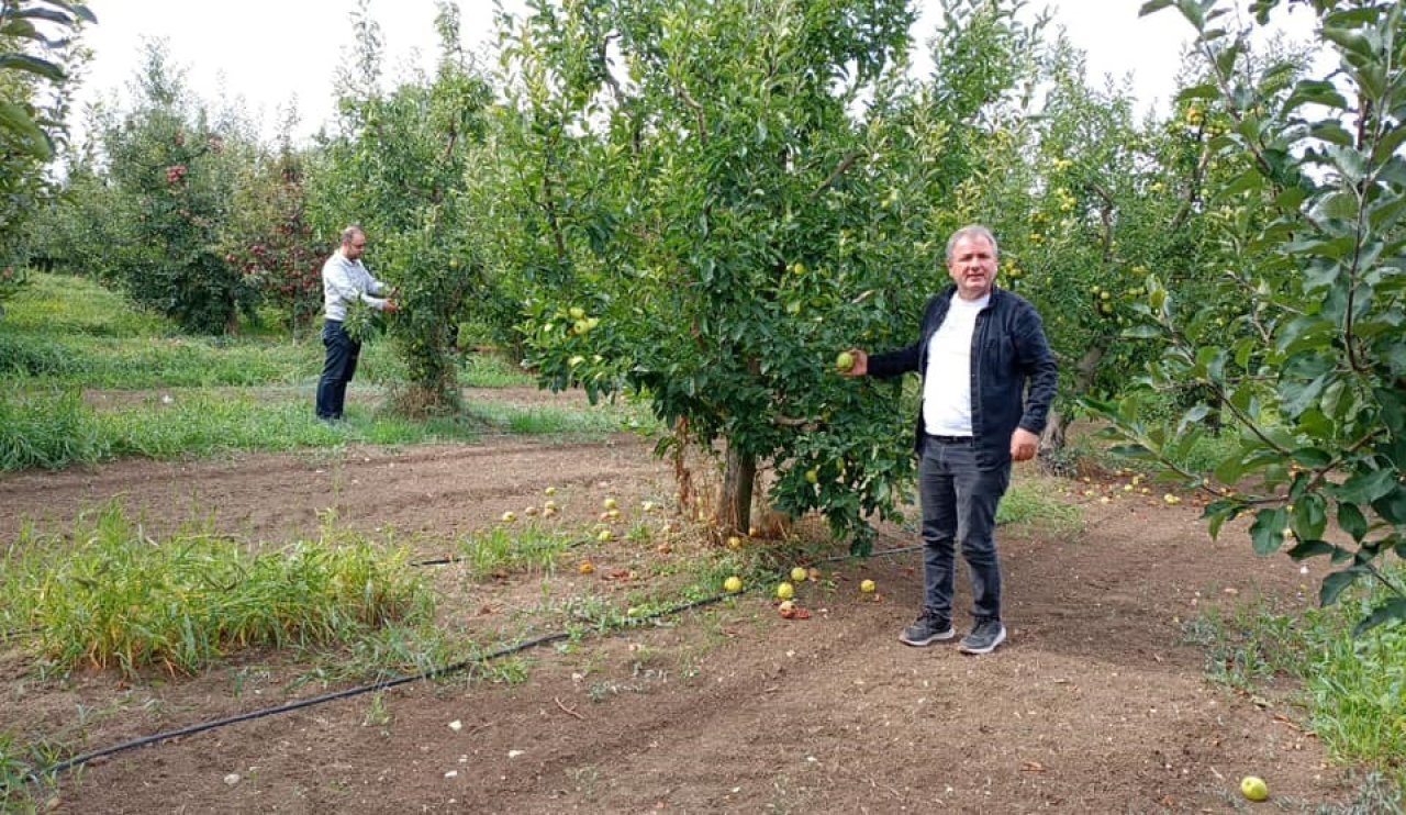 Konya'nın elma üretim merkezinde elma hasadı devam ediyor