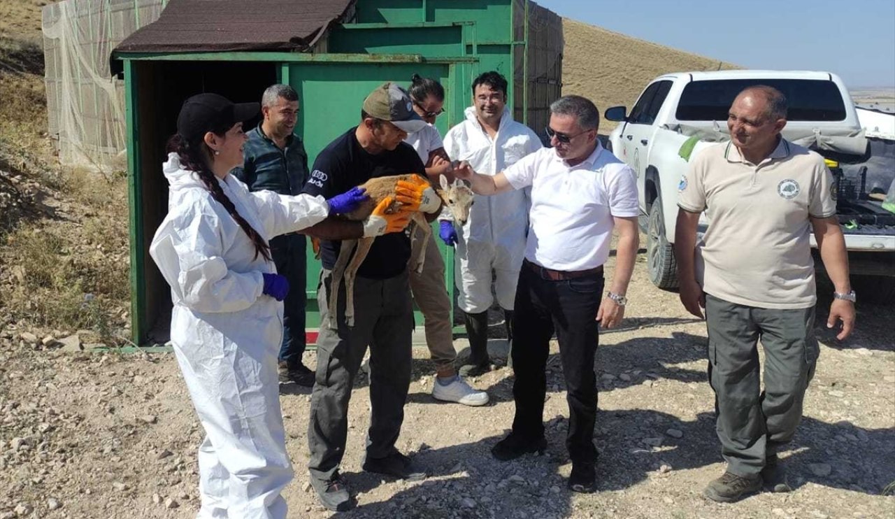 Konya'da yaşayan nadir tür aşılanıyor