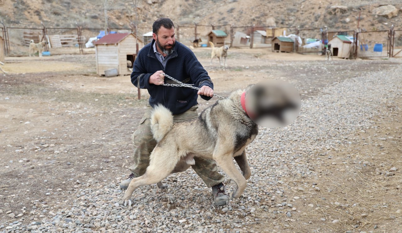 Bu hayvan yazın aslan kışın kurt oluyor!