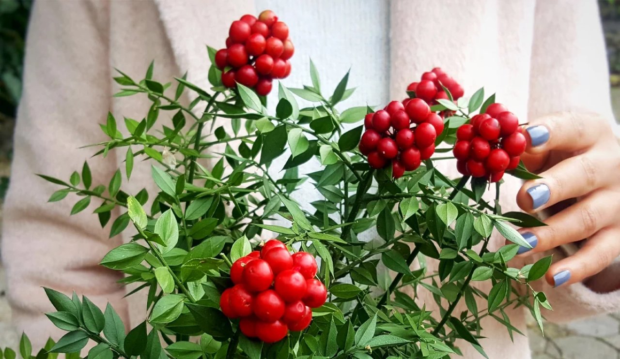 Yılbaşı çiçeği Kokina! Geleneklerin ardındaki anlam ve efsane