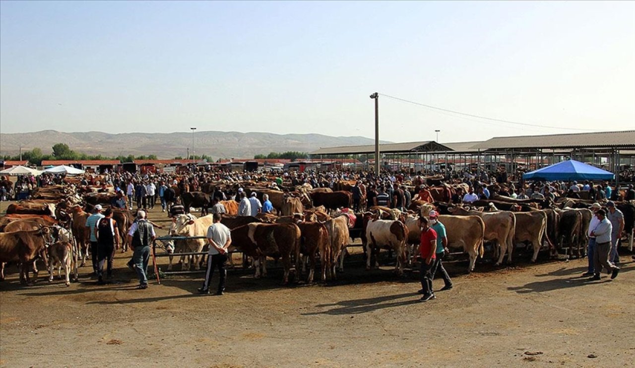 Başkan duyurdu! Konya'ya yeni hayvan pazarı açılıyor