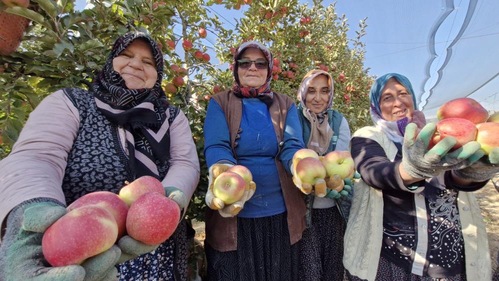 Türkiye’nin elma başkentinde hasat sezonu kapanıyor