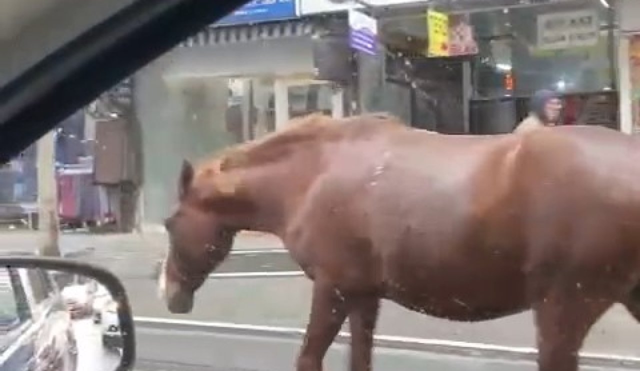 Sokakta başıboş gezen atlar, vatandaşları şaşkına çevirdi