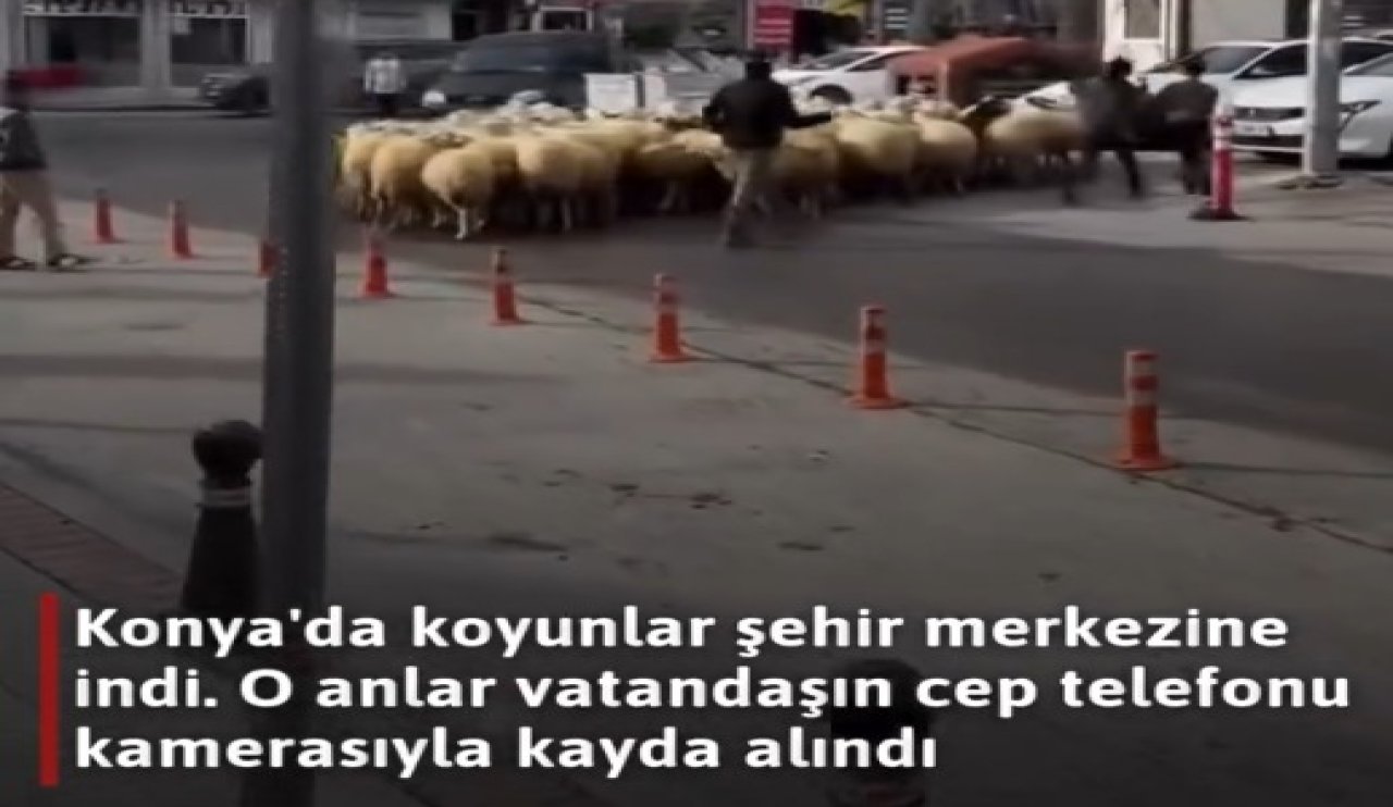 Konya'da koyunlar şehir merkezine indi