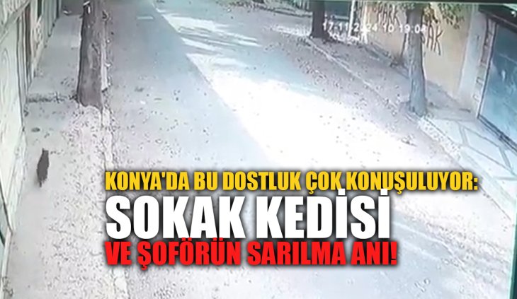 Konya'da bu dostluk çok konuşuluyor: Sokak kedisi ve şoförün sarılma anı!