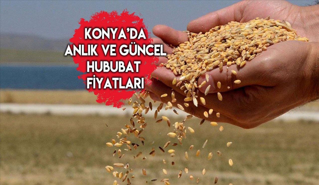 Konya Ticaret Borsası anlık hububat fiyatları (21.12.2024)