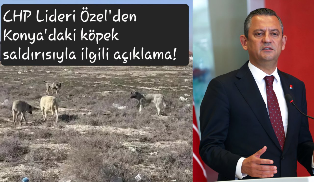 CHP Lideri Özel'den Konya'daki köpek saldırısıyla ilgili açıklama! Belediyeye bakın ne dedi...