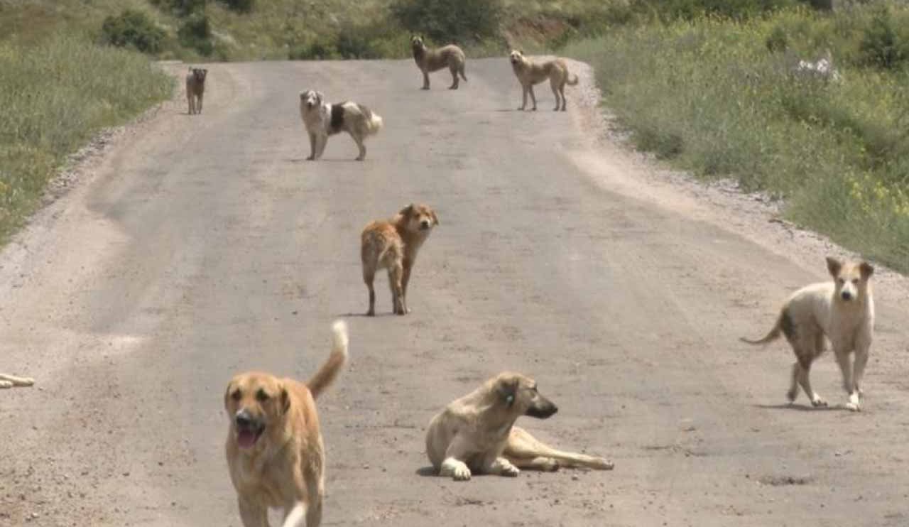 Başıboş köpekler dehşet saçtı! Sokakta yürüyen adama saldırdılar