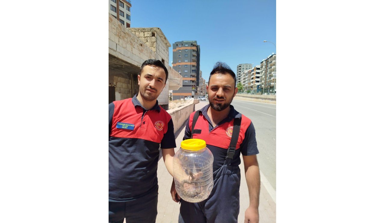 Mutfakta görülen yılan, paniğe neden oldu